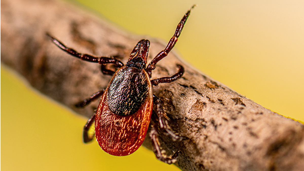 Adult blacklegged tick