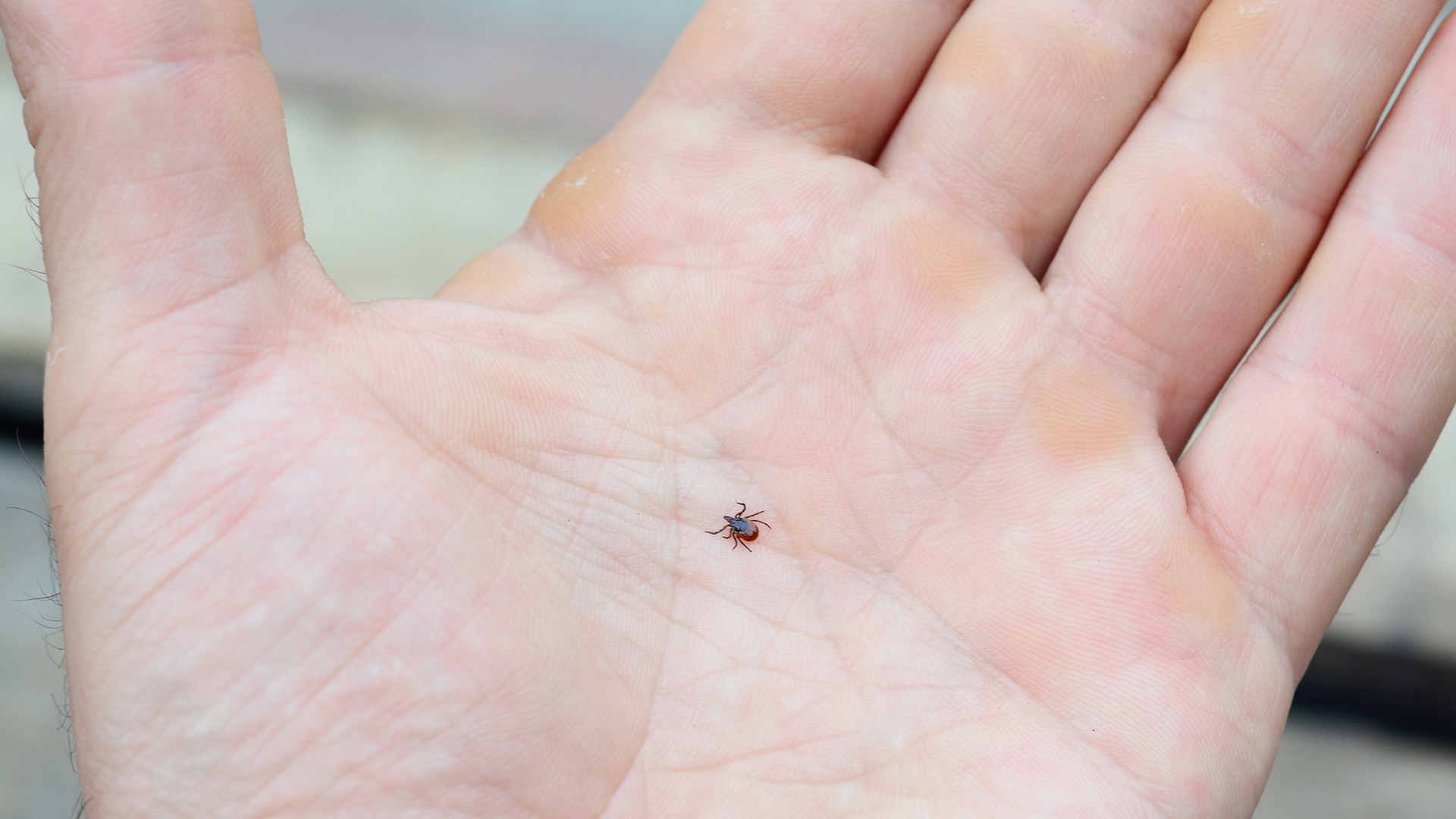 Ixodes scapularis in person's hand.