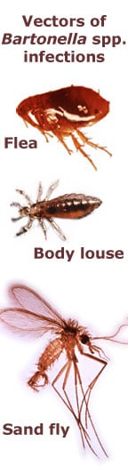 Vectors of Bartonella infections-fleas, body lice, and sand flies