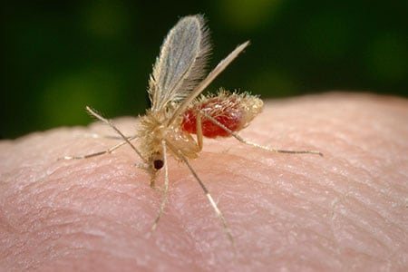 Sand fly on human skin