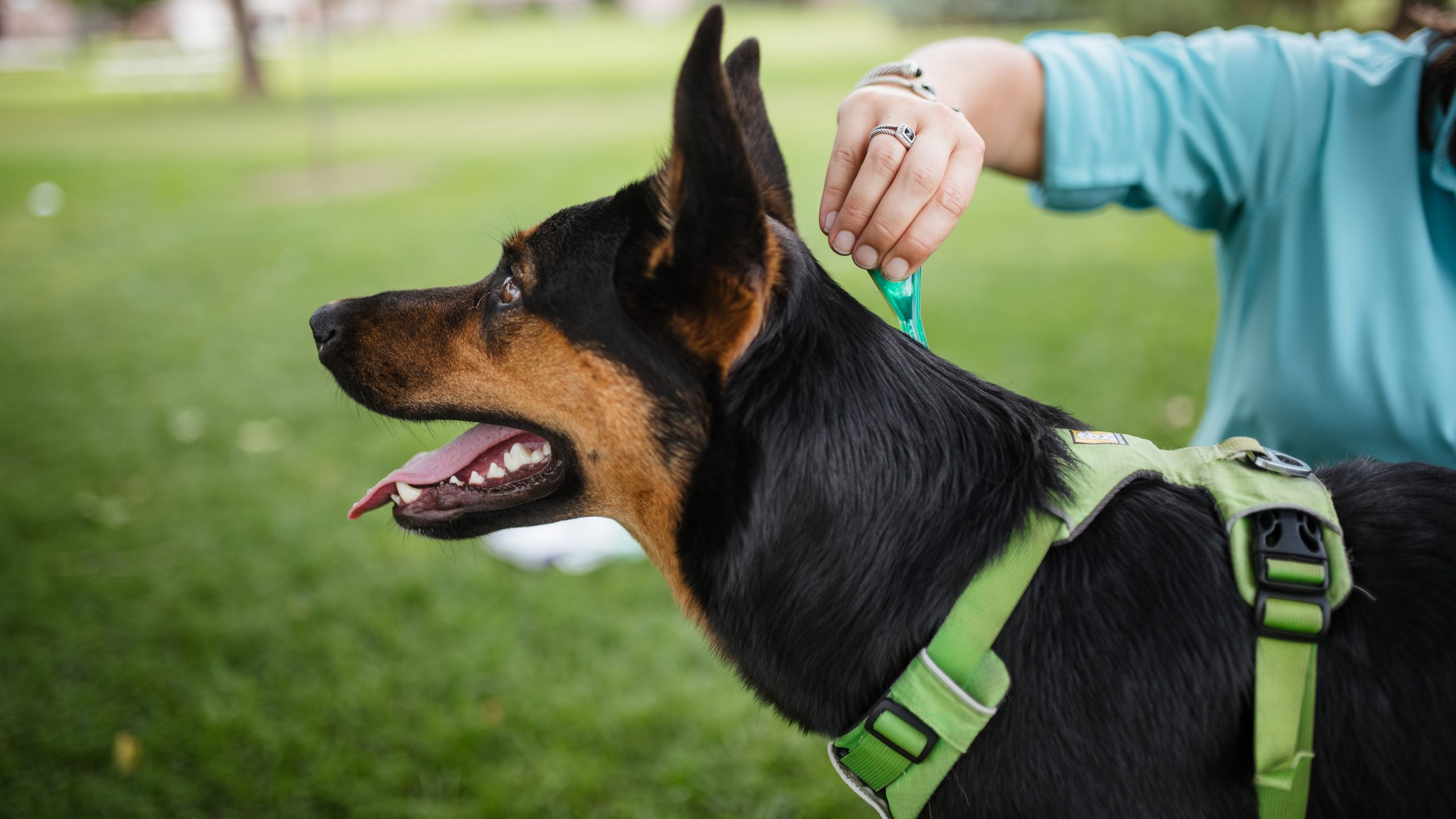 Dog owner applying topical flea prevention product.
