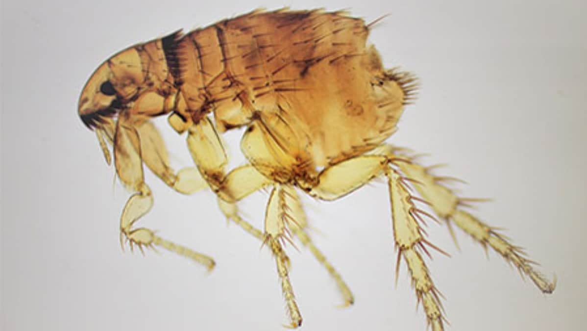 Microscopic image of a flea.