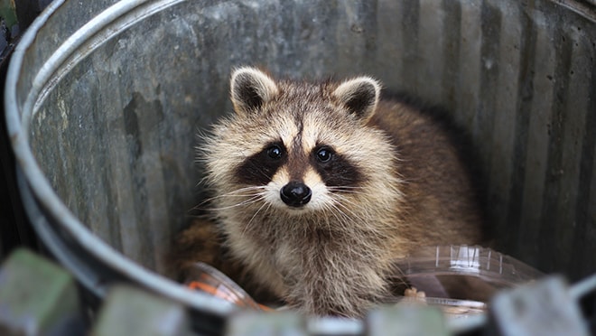 Racoon in trash can