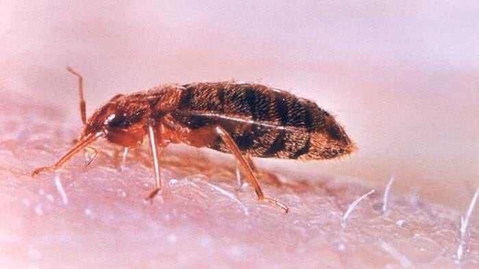A bed bug on a human host