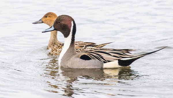 Global Human Cases with Avian Influenza A(H5N1), 19972026 Bird Flu CDC