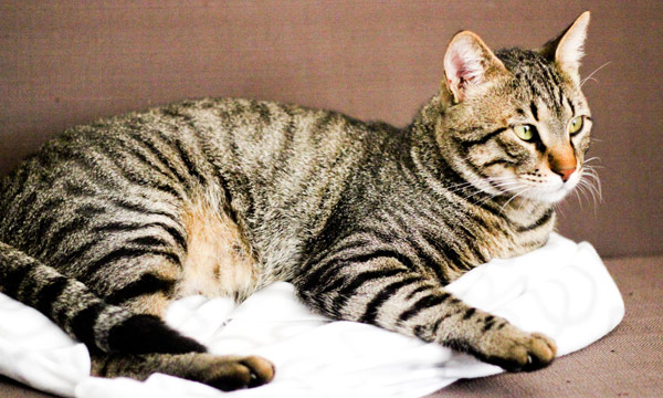 Managing Cats and Captive Wild Animals Exposed to Bird Flu (H5N1) | Bird Flu Managing Cats and Captive Wild Animals Exposed to Bird Flu (H5N1) | Bird Flu