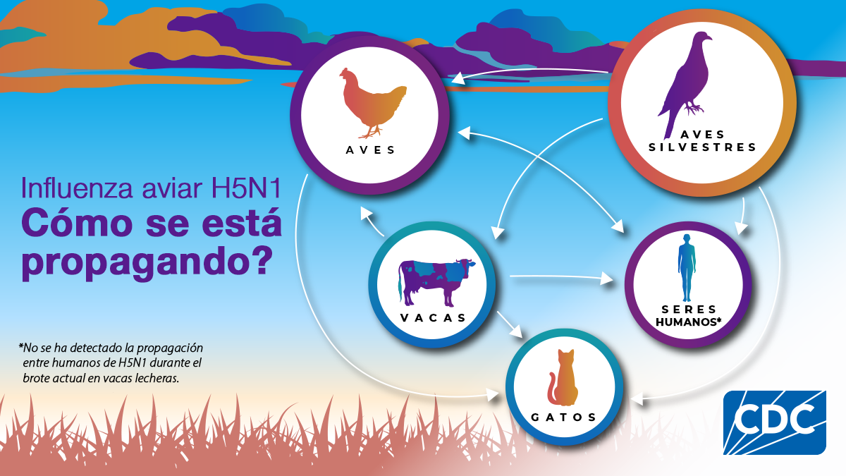 Photo: https://www.cdc.gov/bird-flu/es/situation-summary/influenza-aviar-h5-situacion-actual.html Pan American Health Organization Reports Drop in Avian Influenza Outbreaks