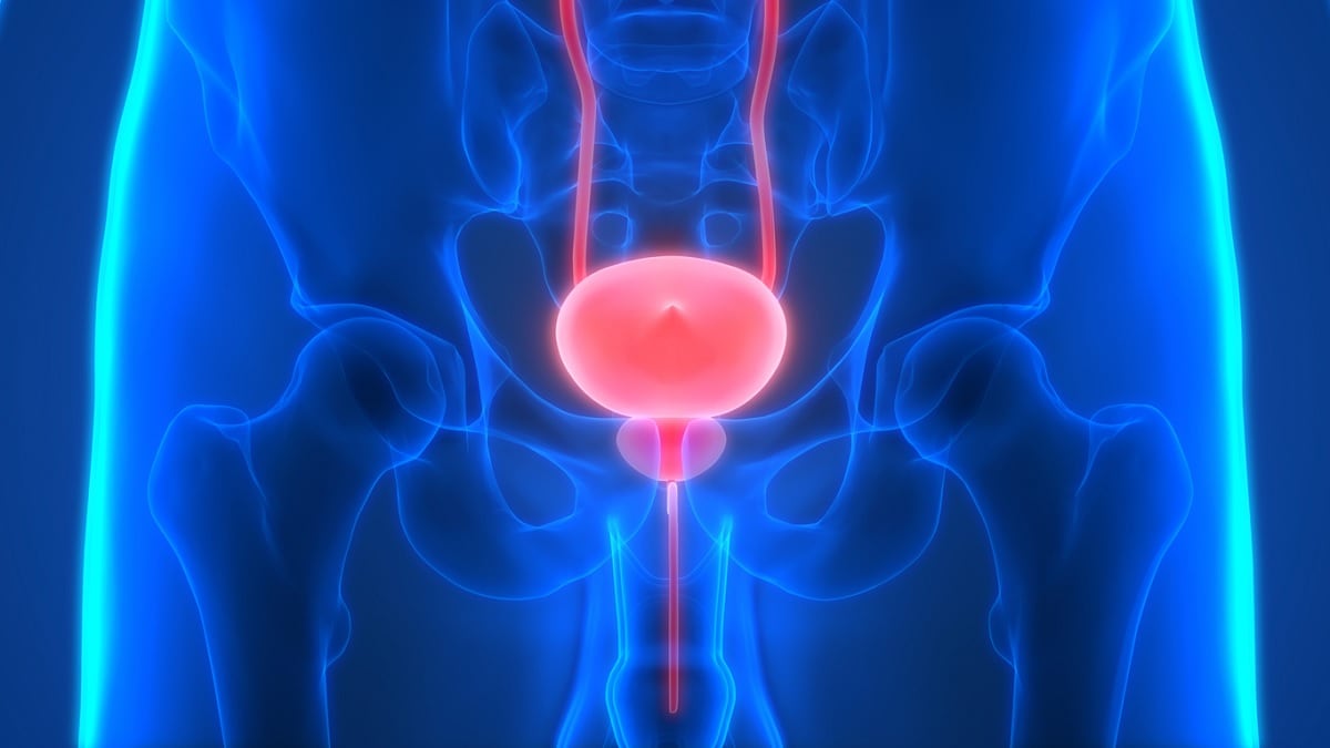Medical illustration of the bladder
