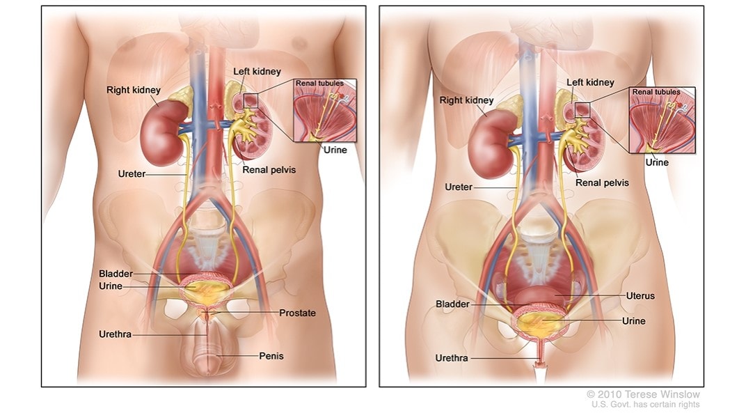 Diagrams of the male and female urinary systems
