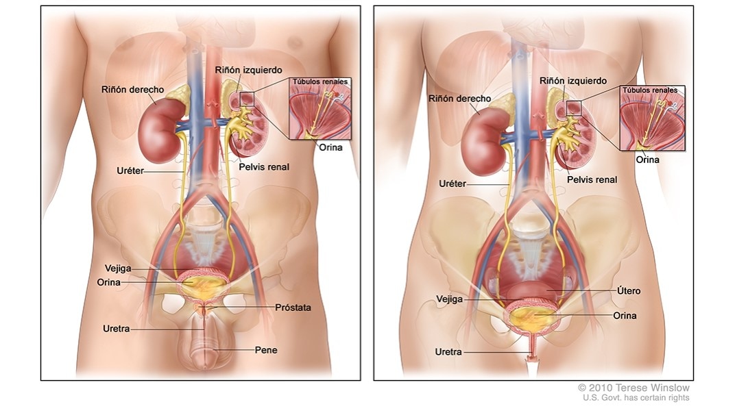 Diagramas de los sistemas urinarios masculino y femenino