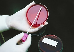 lab worker growing bacteria
