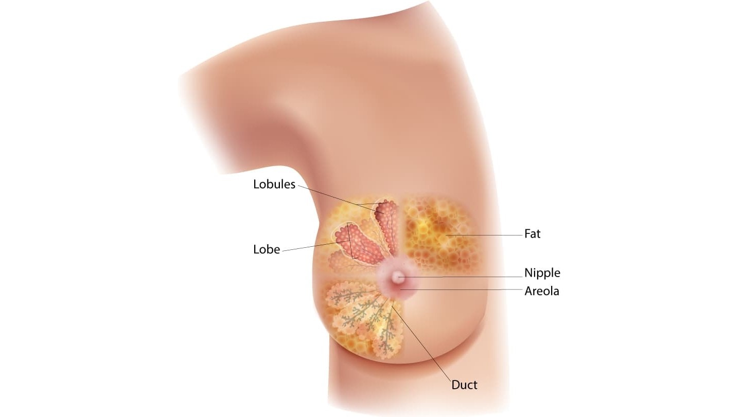 Diagram of the breast showing the location of the lobules, lobe, duct, areola, nipple, and fat