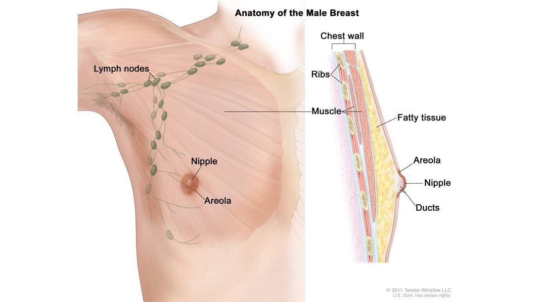 A diagram of the anatomy of the male breast.