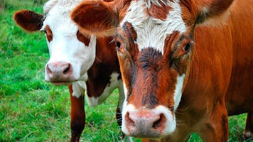 Two cows in a pasture.