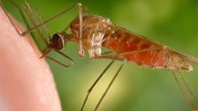 A feeding mosquito.