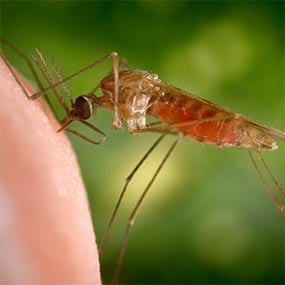A feeding mosquito