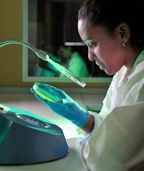 A female laboratory technician examining a petri dish under a specially lighted magnifying glass.