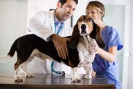 veterinarians examining a dog