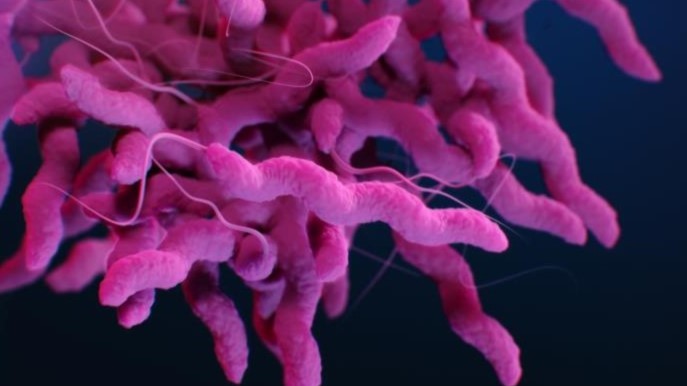 Persistent Strains of Campylobacter jejuni (REPDBR01) | Campylobacter | CDC
