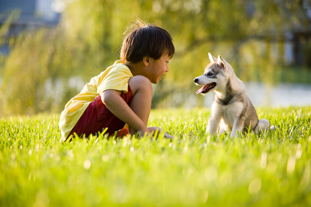 Young boy sitting down, playing with a puppy in a grassy field