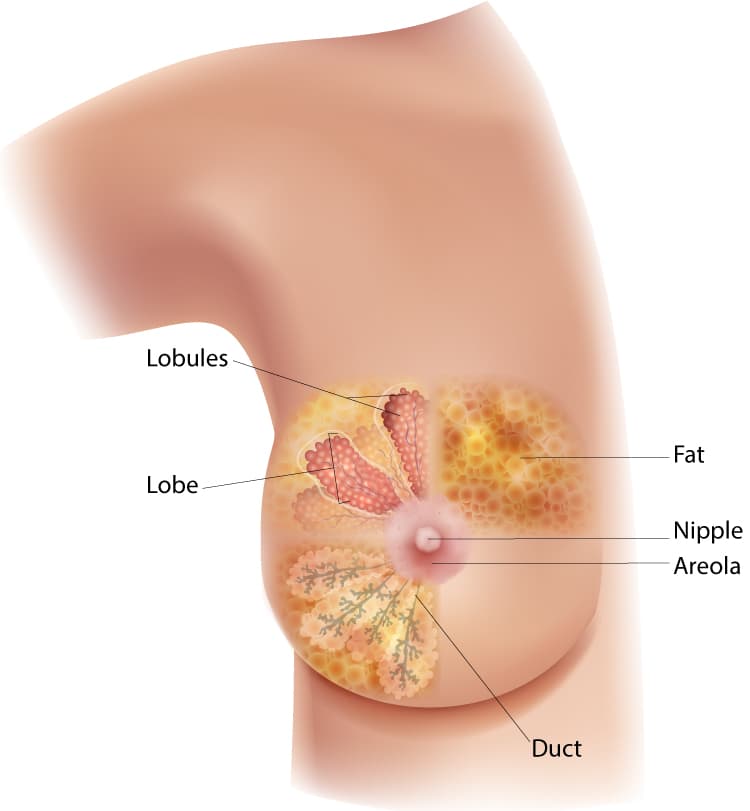 A diagram of the anterior view of the breast, emphasizing the lobules, lobe, duct, areola, nipple, and fat.