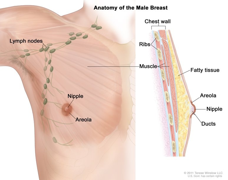 Anatomia del seno maschile per individuare il tumore al seno maschile