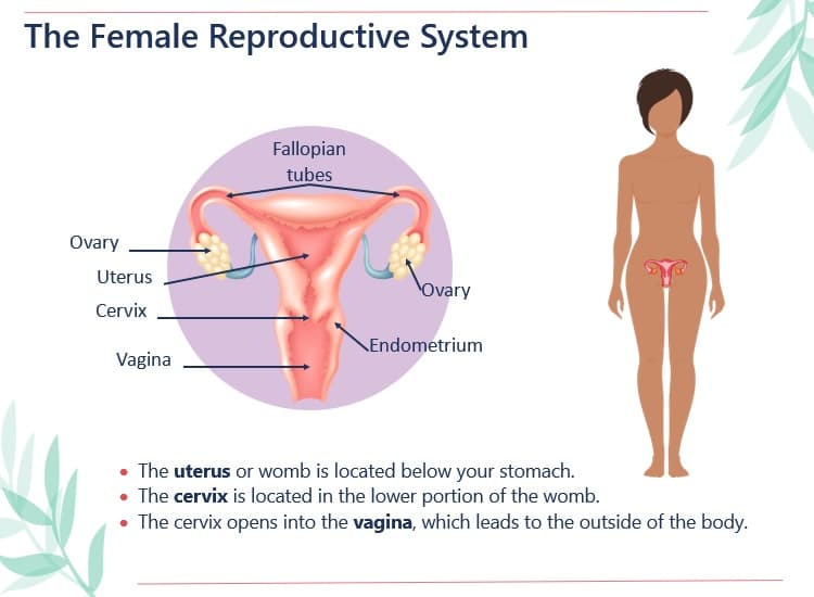 Diagram of the female reproductive system