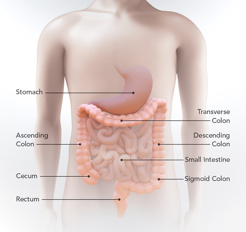 Diagram of the stomach, small intestine, cecum, ascending colon, transverse colon, descending colon, sigmoid colon, and rectum.