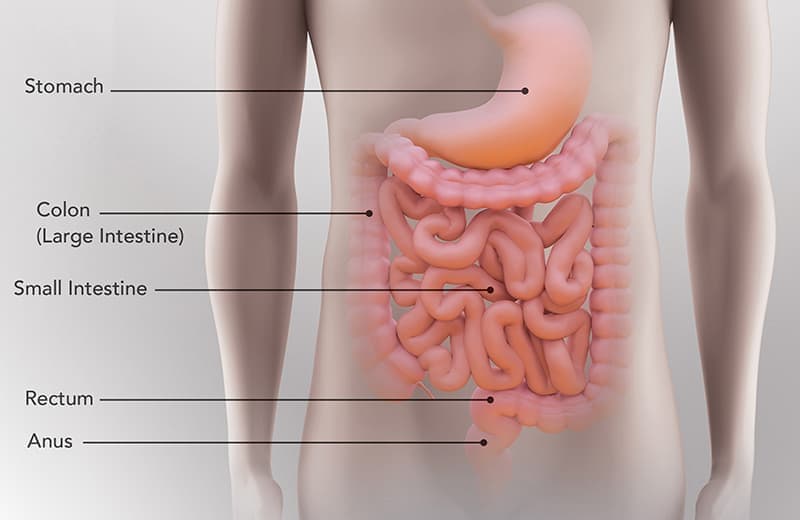 A diagram of the human digestive system, labeled Stomach, Colon (Large Intestine), Small Intestine, Rectum, and Anus.