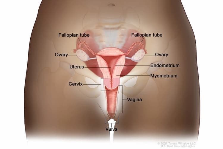 Diagram of the female reproductive system showing the fallopian tubes, ovaries, uterus, cervix, vagina, and vulva