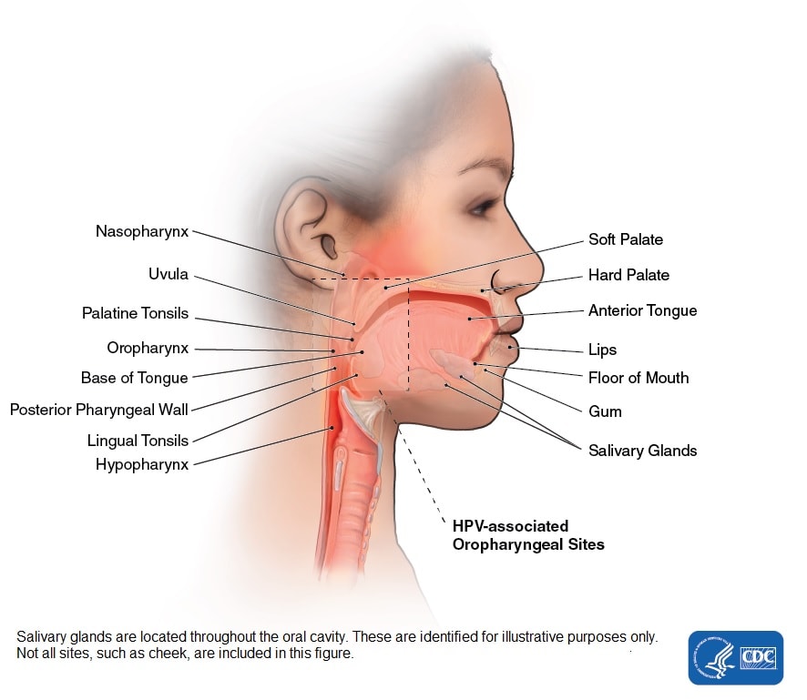 human papillomavirus in head and neck cancer)