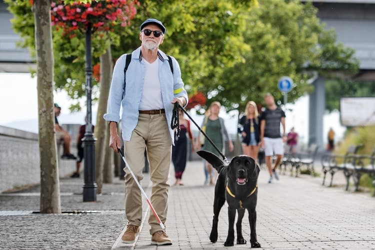 Photo of a visually impaired man walking down the street with his guide dog