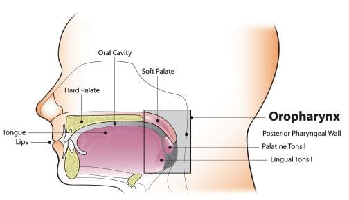 Anatomical diagram of the oropharynx