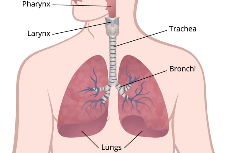 Basic Information About Lung Cancer | CDC
