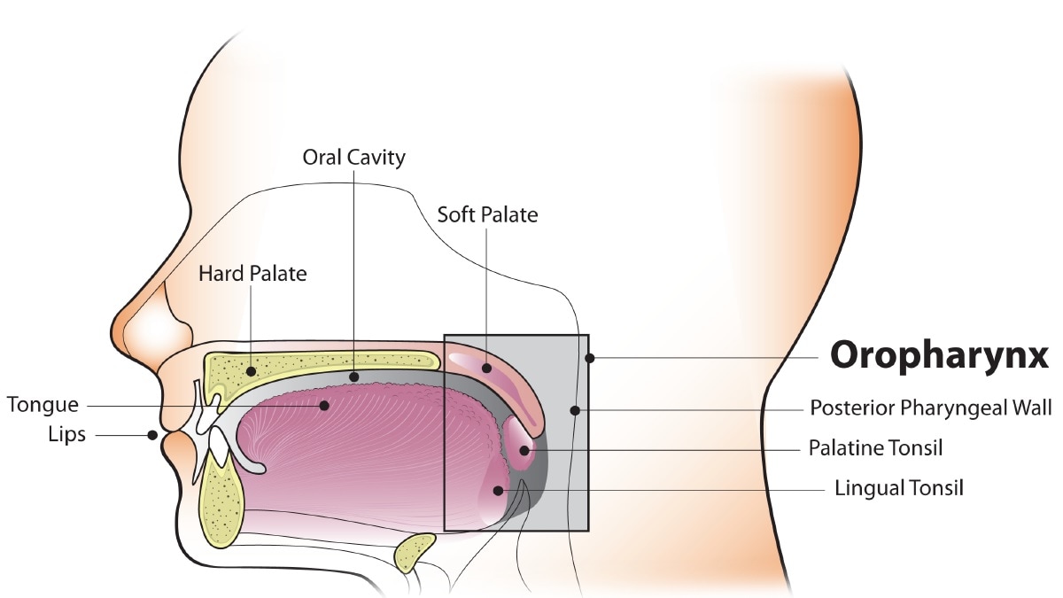 Diagram of the oral cavity and oropharynx