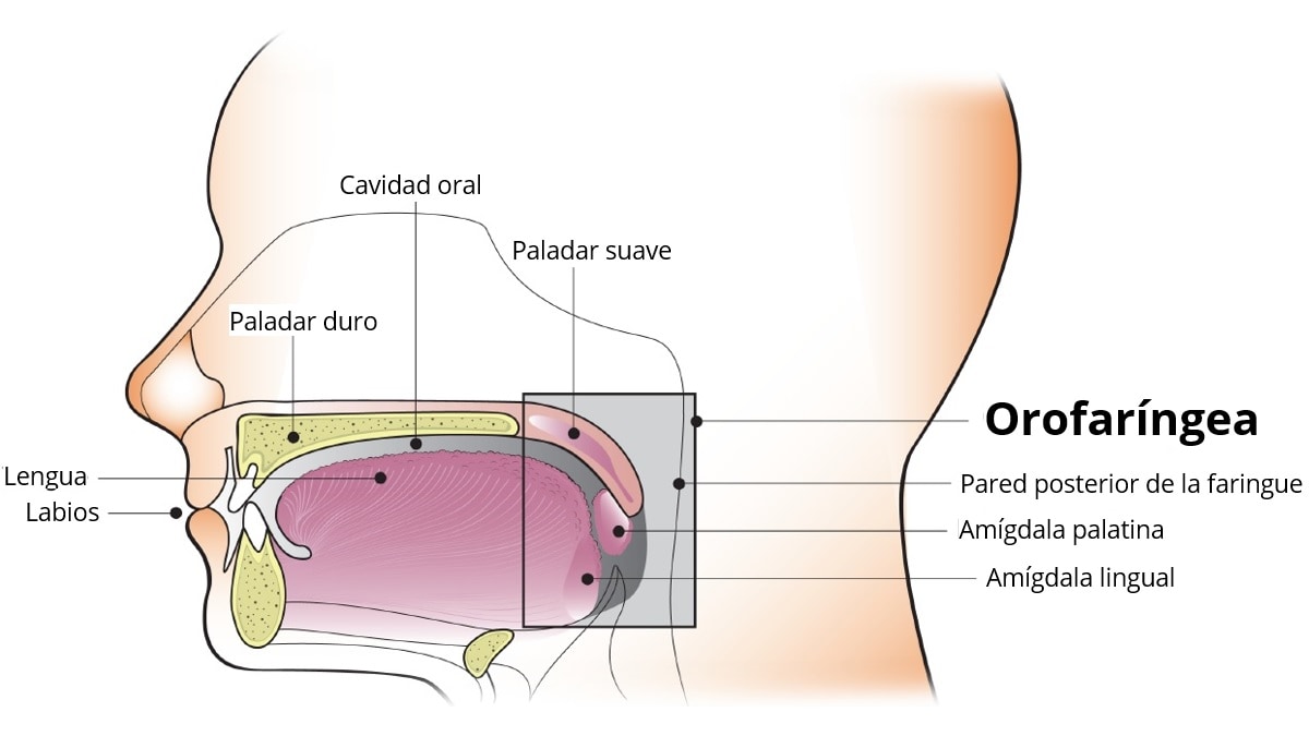 Diagrama de la cavidad oral y orofaríngea