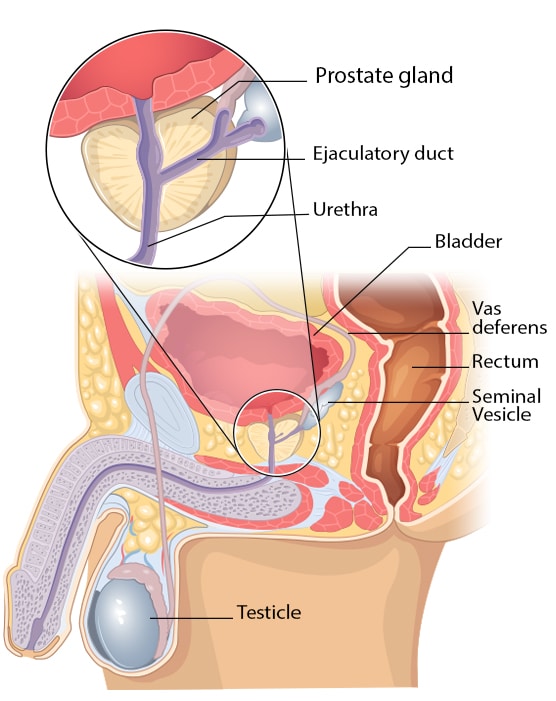 A diagram showing the location of the prostate.