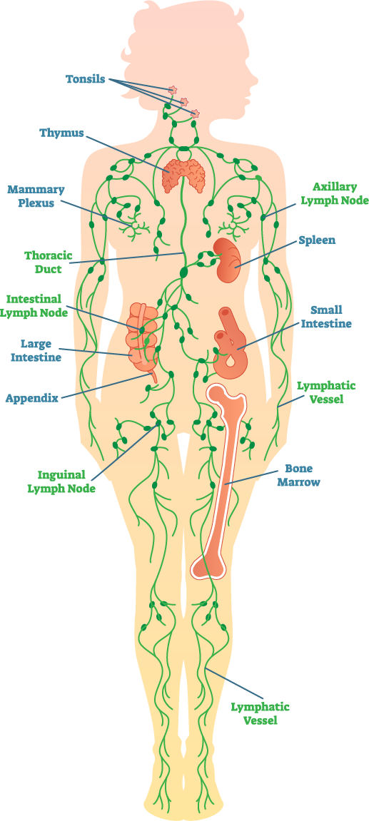 Diagram of the lymph system.