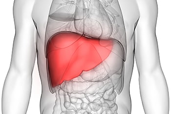 A diagram of the body highlighting the liver