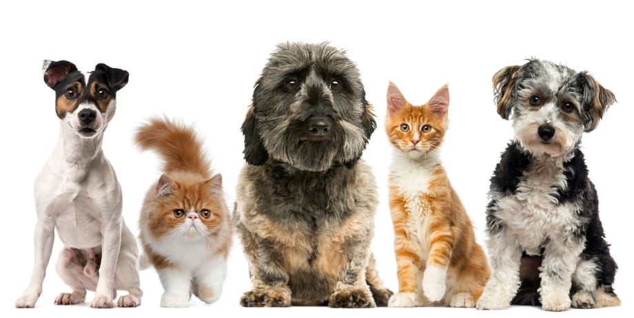 images of dogs and cats