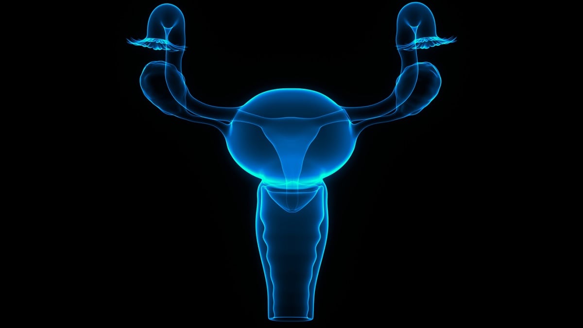 Ilustración médica del cuello uterino