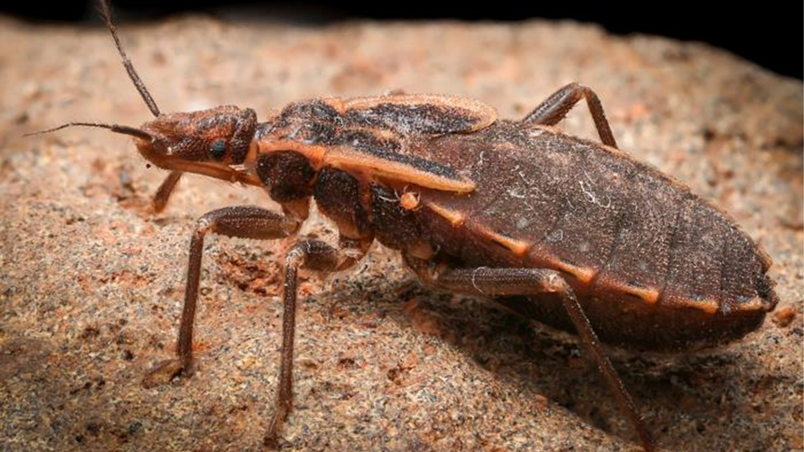 A Triatomine nymph rests on a dirt surface.