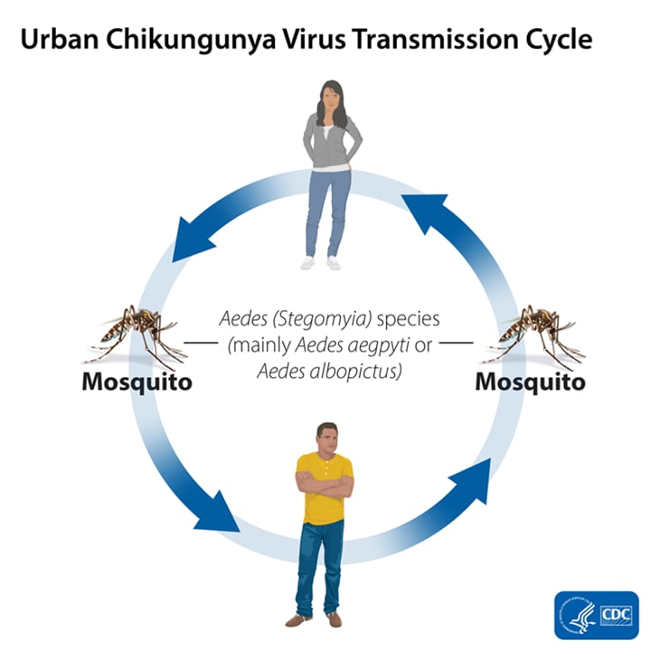 Chikungunya transmission cycle. In the center, there is a circle with a woman standing at the top and a man at the bottom, and a mosquito sits on the left and right sides. The images are connected by four arrows to represent how chikungunya cycles between mosquitoes and humans. Mosquitoes become infected with chikungunya when they feed on an infected person