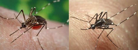 Aedes aegypti on the left and Aedes albopictus on the right
