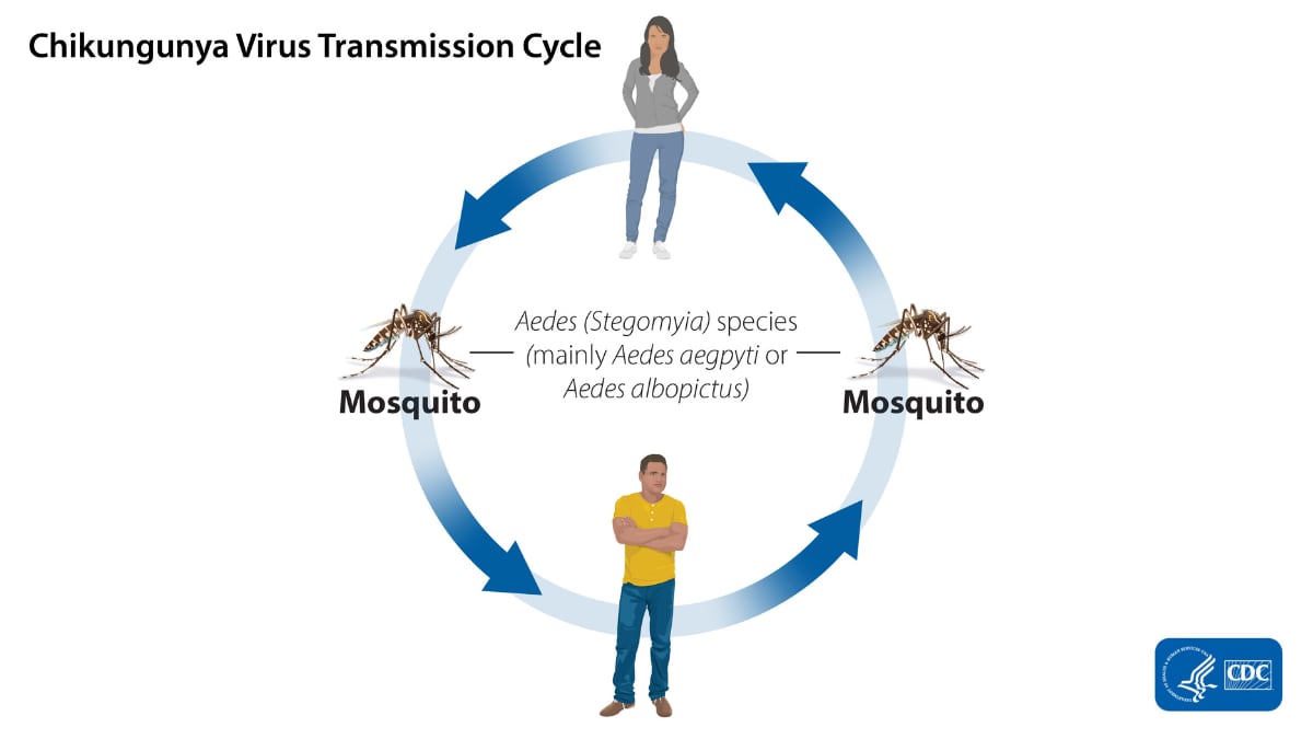 Chikungunya transmission cycle. In the center, there is a circle with a woman standing at the top and a man at the bottom, and a mosquito sits on the left and right sides. The images are connected by four arrows to represent how chikungunya cycles between mosquitoes and humans. Mosquitoes become infected with chikungunya when they feed on an infected person