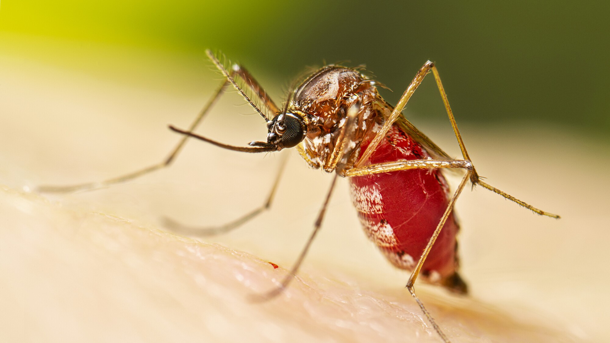 A female Aedes aegypti mosquito while she in the process of acquiring a blood meal from her human host