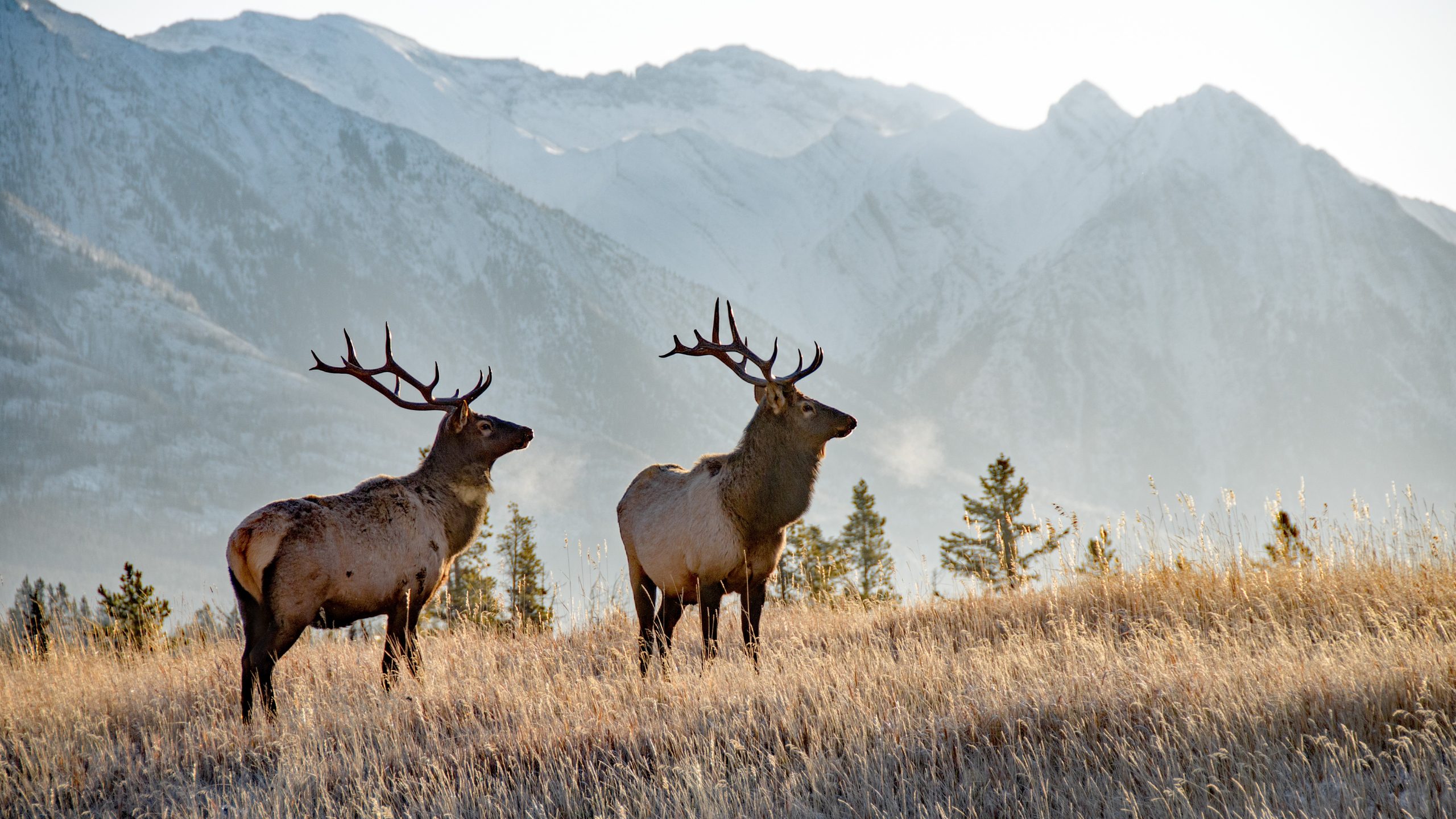 Chronic Wasting Disease in Animals | CWD Chronic Wasting Disease in Animals | CWD
