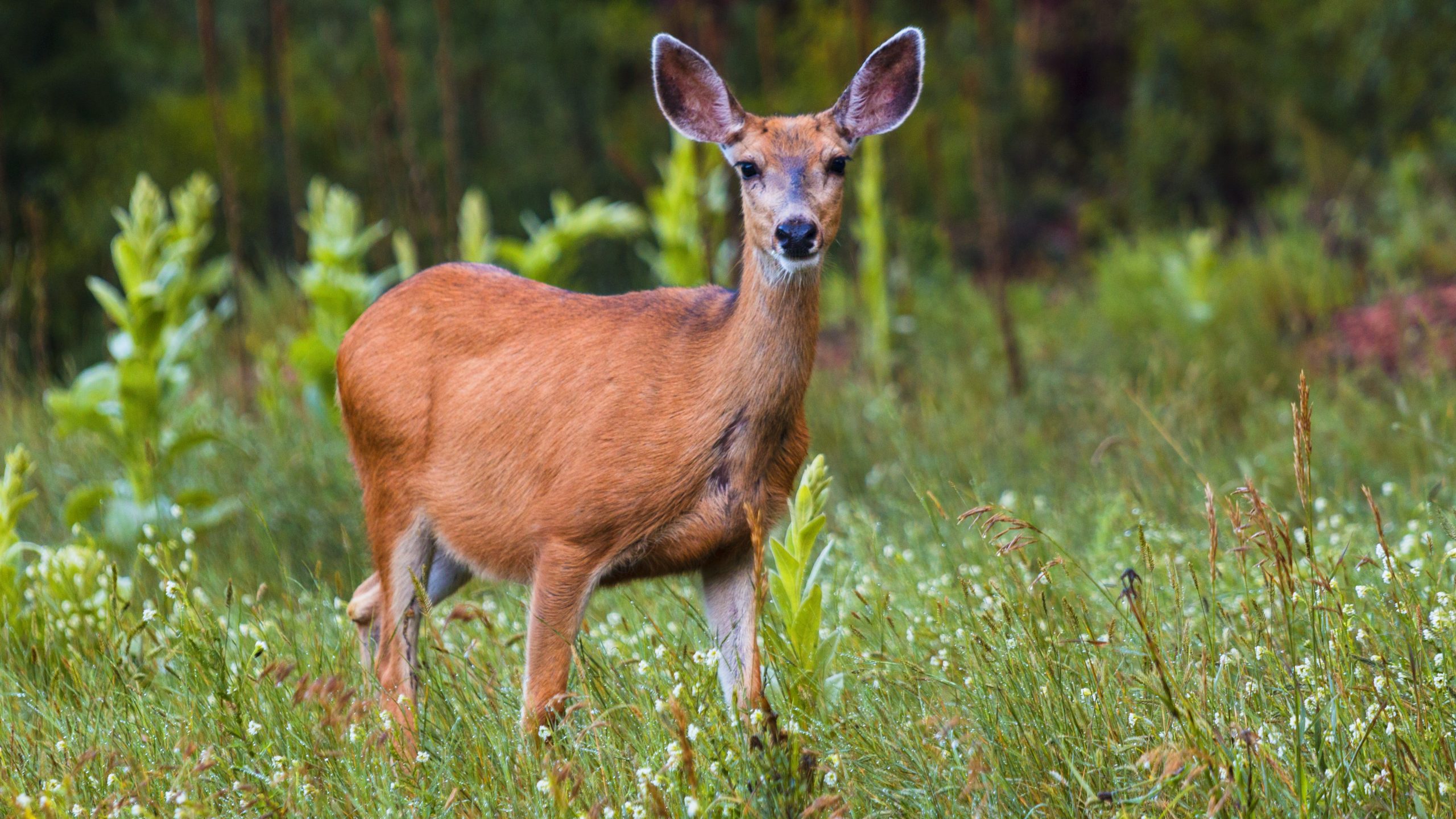 A mule deer stands in a field in front of some trees.