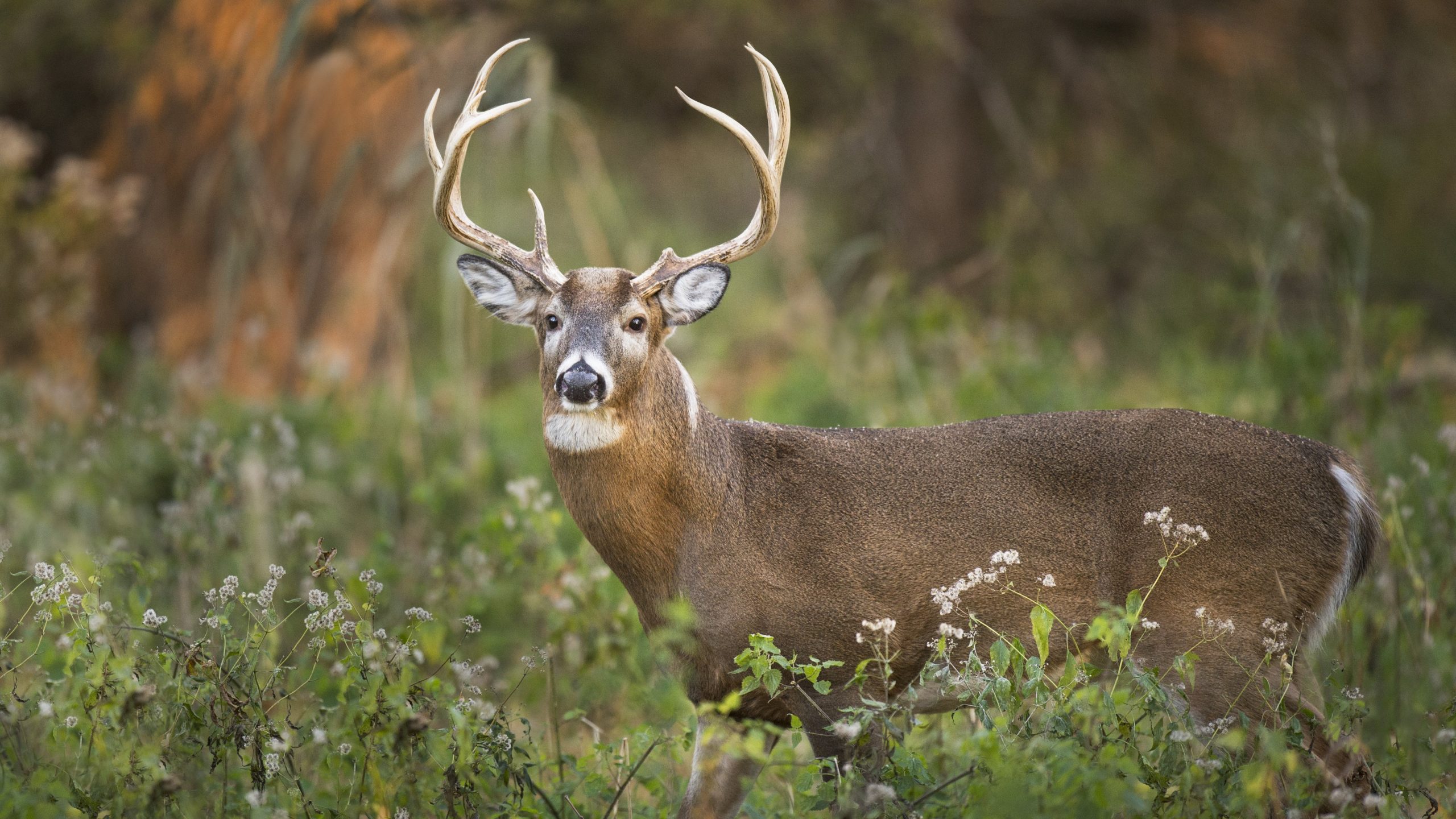 About Chronic Wasting Disease (CWD) | CWD About Chronic Wasting Disease (CWD) | CWD