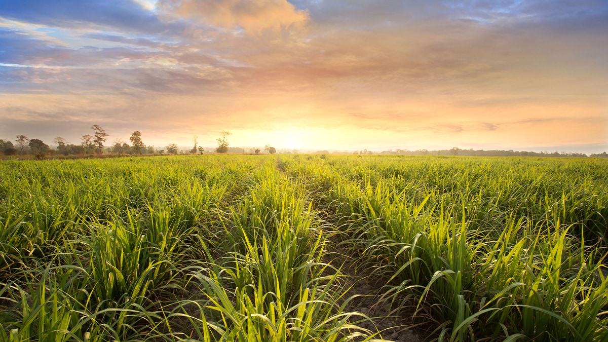Sugarcane field at sunset